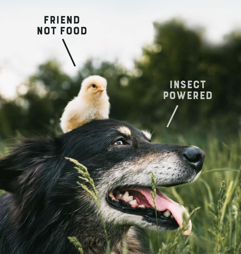 Happy dog with a chicken on it's head